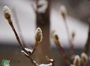 七九是哪一天？2017年七九是哪天？