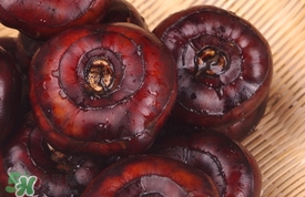 水馬蹄是什么東西?水馬蹄的功效與作用 水馬蹄是什么東西?水馬蹄的功效與作用