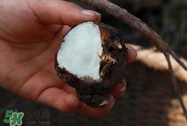 水馬蹄是什么東西?水馬蹄的功效與作用 水馬蹄是什么東西?水馬蹄的功效與作用