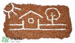 孕婦可以吃蕎麥嗎?孕婦吃蕎麥好嗎 孕婦可以吃蕎麥嗎?孕婦吃蕎麥好嗎