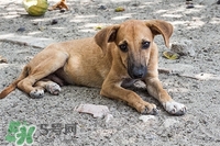 帶老人旅游注意事項(xiàng) 帶老人旅游要準(zhǔn)備什么 帶老人旅游注意事項(xiàng) 帶老人旅游要準(zhǔn)備什么