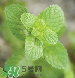 有狐臭不能吃什么食物？有狐臭的人不能吃什么