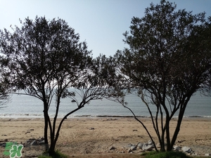 春節(jié)去廈門穿什么衣服？過年春節(jié)廈門穿什么？