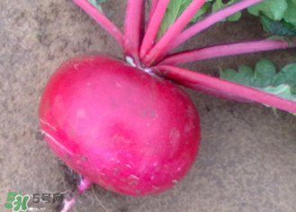  空心的蘿卜能吃嗎？蘿卜空心了還能吃嗎？