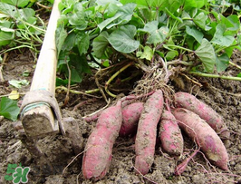 紅薯皮發(fā)黑能吃嗎？紅薯削皮后發(fā)黑能吃嗎？