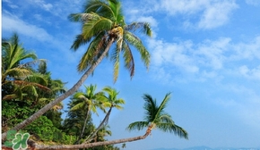 春節(jié)去三亞穿什么？過(guò)年春節(jié)去三亞穿什么衣服？