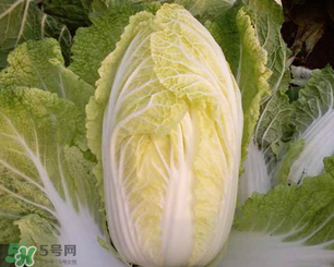 白菜葉子上的小黑點是什么？白菜葉子上有黑點能吃嗎？