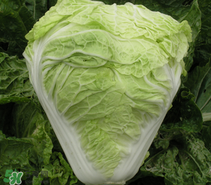 白菜葉子上的小黑點是什么？白菜葉子上有黑點能吃嗎？