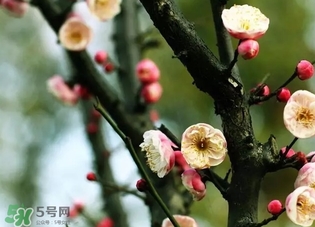 正月是臘月嗎？正月和臘月是幾月？