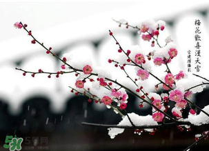 梅花可以放臥室嗎？梅花放在臥室風水好嗎？