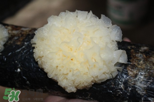 銀耳不能和什么一起吃?銀耳不能與什么同食 銀耳不能和什么一起吃?銀耳不能與什么同食