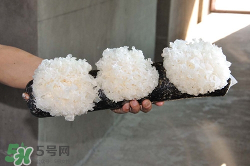 銀耳不能和什么一起吃?銀耳不能與什么同食 銀耳不能和什么一起吃?銀耳不能與什么同食