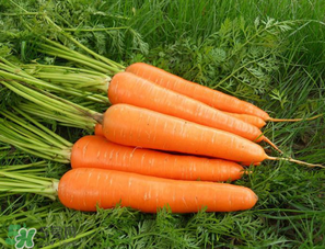 胡蘿卜每天吃多少合適？胡蘿卜一天吃多少合適？