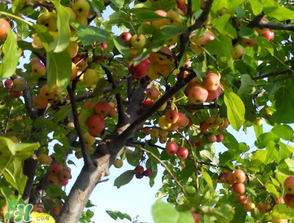 野蘋果可以泡酒嗎？野蘋果泡酒有什么功效？