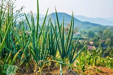 吃了蔥怎么快速去味?怎么消除大蔥的味道 吃了蔥怎么快速去味?怎么消除大蔥的味道