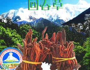 回春草多少錢一斤？回春草多少錢一克？