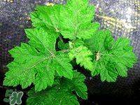 艾蒿是什么東西?艾蒿是艾草嗎 艾蒿是什么東西?艾蒿是艾草嗎