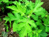 艾蒿是什么東西?艾蒿是艾草嗎 艾蒿是什么東西?艾蒿是艾草嗎