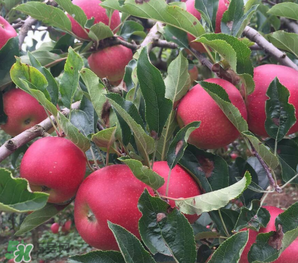 野蘋果可以泡酒嗎？野蘋果泡酒有什么功效？