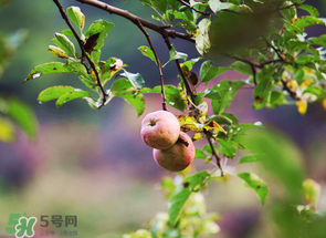 野蘋果可以泡酒嗎？野蘋果泡酒有什么功效？