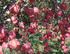 野蘋果可以吃嗎？野蘋果怎么吃法？