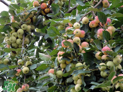 野蘋果可以吃嗎？野蘋果怎么吃法？