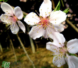 立春可以出門嗎？立春為什么不能出門？