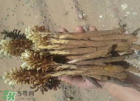 野生肉蓯蓉多少錢一斤？肉蓯蓉價(jià)格一斤多少錢？