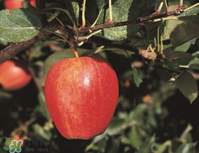 野蘋果多少錢一斤？野蘋果價(jià)格