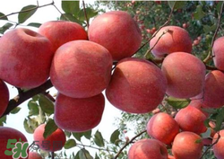 阿克蘇蘋(píng)果脆嗎？阿克蘇蘋(píng)果是粉蘋(píng)果還是脆蘋(píng)果？