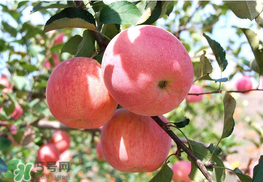 面蘋果和脆蘋果有什么區(qū)別？面蘋果和脆蘋果哪個營養(yǎng)大？