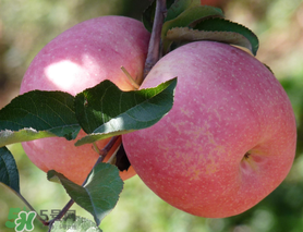 面蘋果和脆蘋果有什么區(qū)別？面蘋果和脆蘋果哪個營養(yǎng)大？