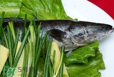 吃黑魚可以下奶嗎?吃黑魚能下奶嗎? 吃黑魚可以下奶嗎?吃黑魚能下奶嗎?