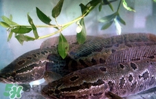 吃黑魚可以下奶嗎?吃黑魚能下奶嗎? 吃黑魚可以下奶嗎?吃黑魚能下奶嗎?