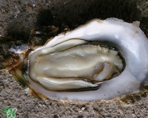 生蠔多少錢一斤？生蠔一斤有幾個？