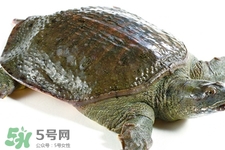 有乙肝可以吃甲魚嗎？乙肝患者禁吃甲魚