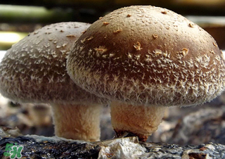 一歲寶寶可以吃香菇嗎？寶寶多大可以吃香菇？