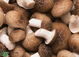 一歲寶寶可以吃香菇嗎？寶寶多大可以吃香菇？