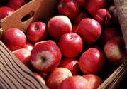 野蘋果多少錢一斤？野蘋果價格