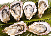 生蠔多少錢一斤？生蠔一斤有幾個(gè)？