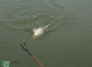 立春能釣魚嗎？立春好釣魚嗎？