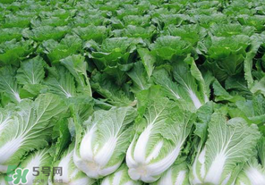 臘月吃什么蔬菜？臘月吃什么素菜？