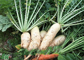 臘月吃什么蔬菜？臘月吃什么素菜？