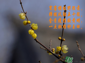 臘月有什么時候好日子？臘月有幾個黃道吉日？