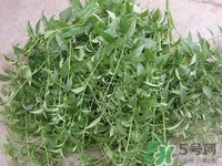 穿心蓮是什么?穿心蓮的功效作用 穿心蓮是什么?穿心蓮的功效作用