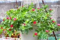 穿心蓮是什么?穿心蓮的功效作用 穿心蓮是什么?穿心蓮的功效作用