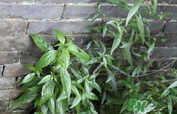 穿心蓮是什么?穿心蓮的功效作用 穿心蓮是什么?穿心蓮的功效作用