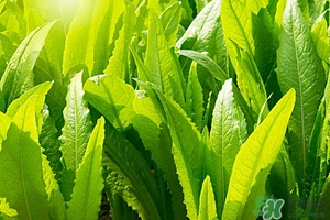 油麥菜和豆腐能搭配嗎?油麥菜和豆腐怎么炒好吃 油麥菜和豆腐能搭配嗎?油麥菜和豆腐怎么炒好吃