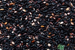 黑米可以蒸米飯嗎?怎樣用黑米蒸米飯 黑米可以蒸米飯嗎?怎樣用黑米蒸米飯