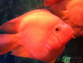 魚眼睛紅了怎么回事？魚眼睛變紅是什么原因？